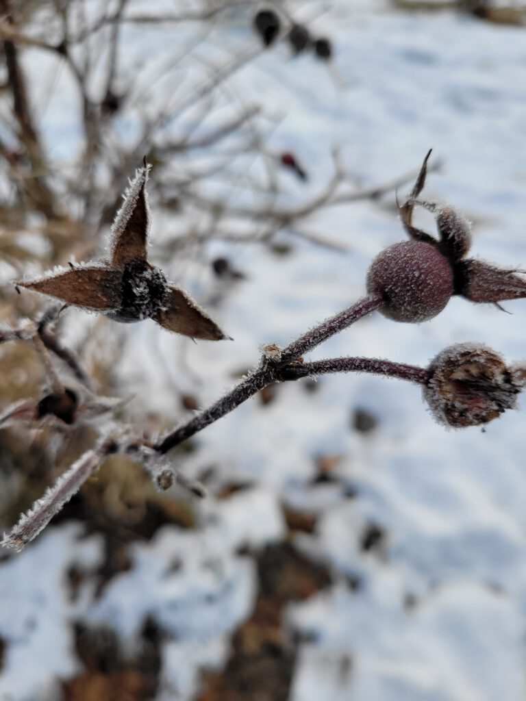 Schnee hagebutte